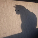 ShadowCat