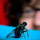 shakefly