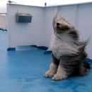 sheepdog on a windy day