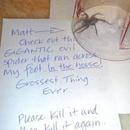 Sieh dir diese große böse Spinne an - Fail Bild