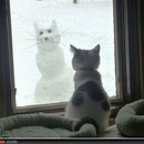 snowcat