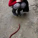 super worm