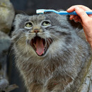 SuperCat