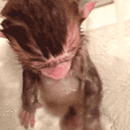 Supercude Monkey GIF