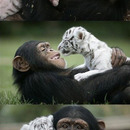 this is no monkey business