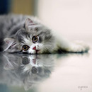 Traumhaft Schönes Foto