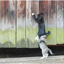 two cats - one team