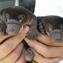 Was sind das für Tiere