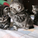 Wenn Katzen über andere Katzen lästern...