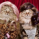 Die Trendy Cats