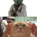 yoda cat